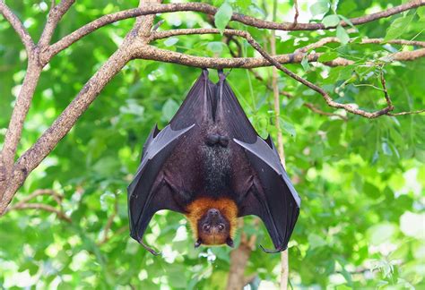 蝙蝠在家裡|蝙蝠資訊站 Bats information about Taiwan